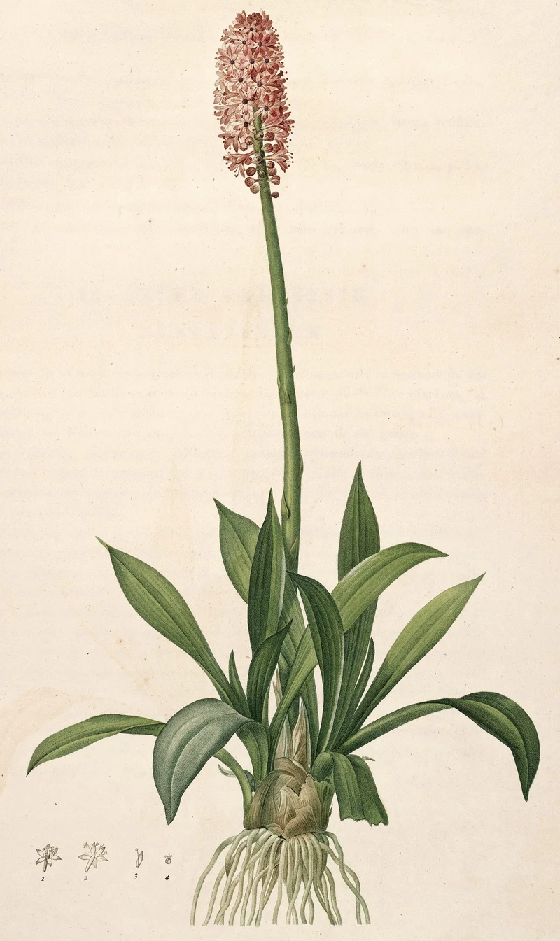 Helonias bullata